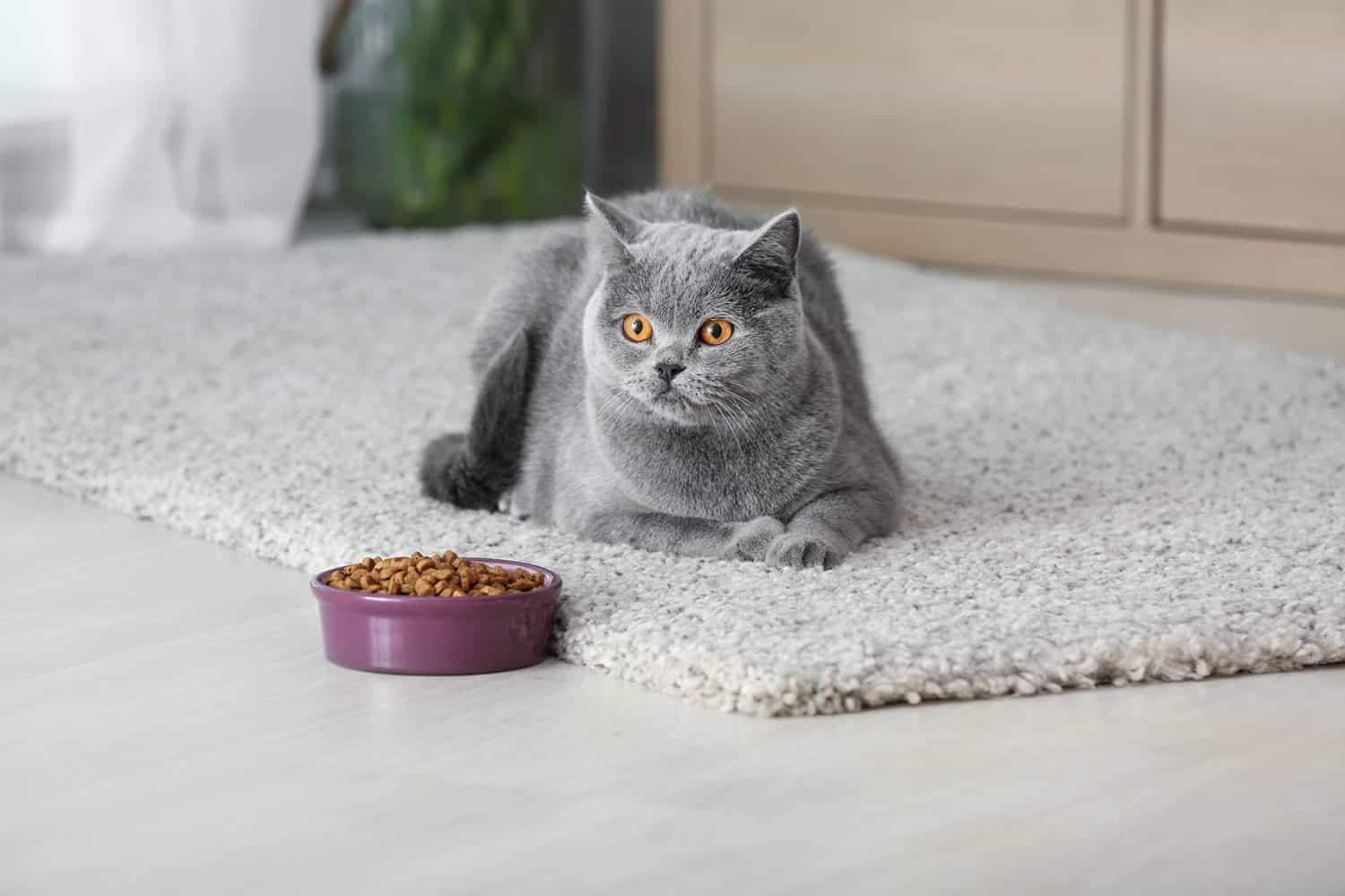 Adorable gato cerca de un tazón con comida en casa