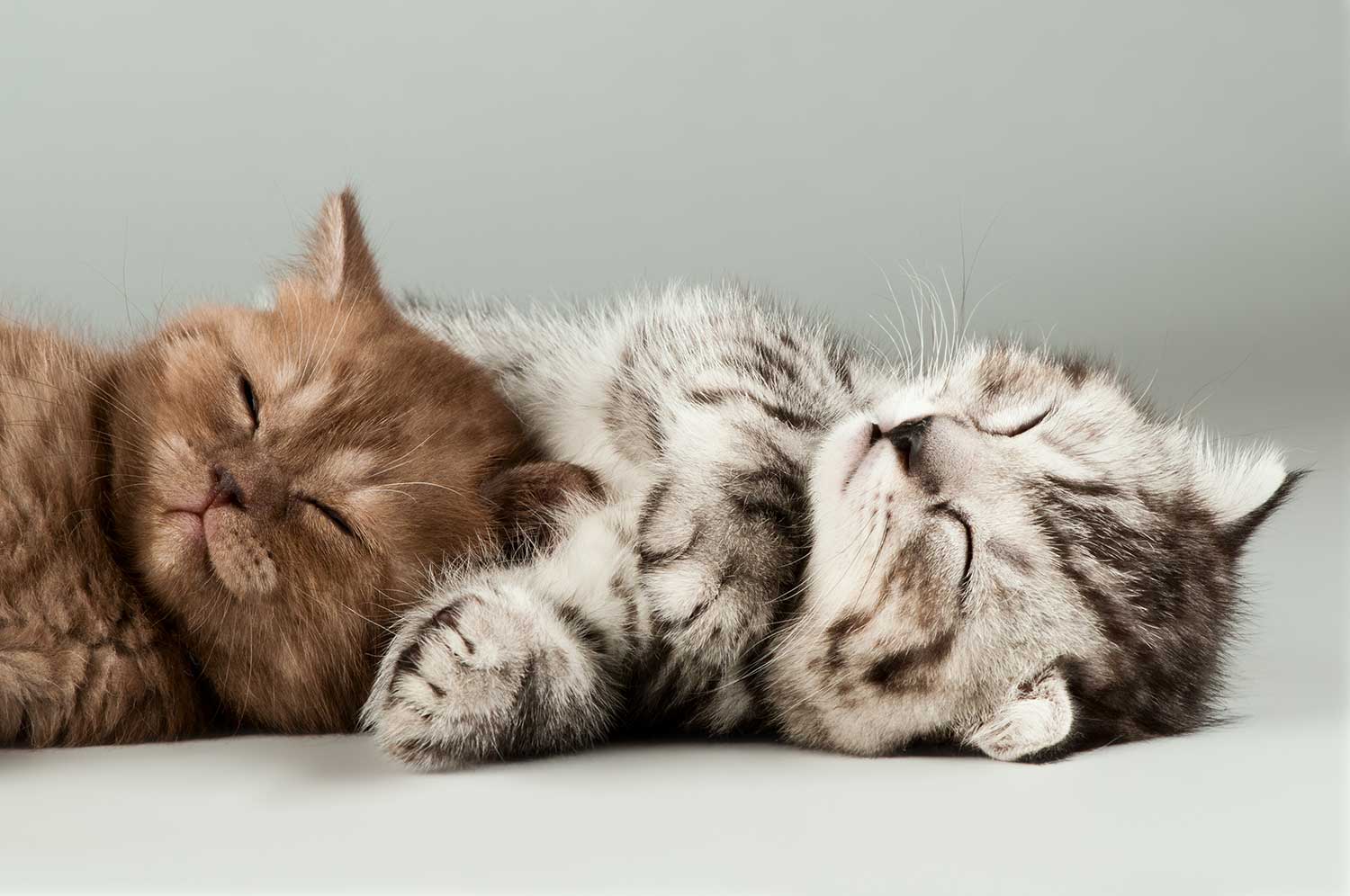 Lindos gatitos durmiendo