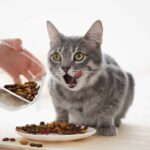 ¿La Comida Seca Realmente Limpia Los Dientes De Tu Gato? ¿La Comida Seca Realmente Limpia Los Dientes De Tu Gato?
