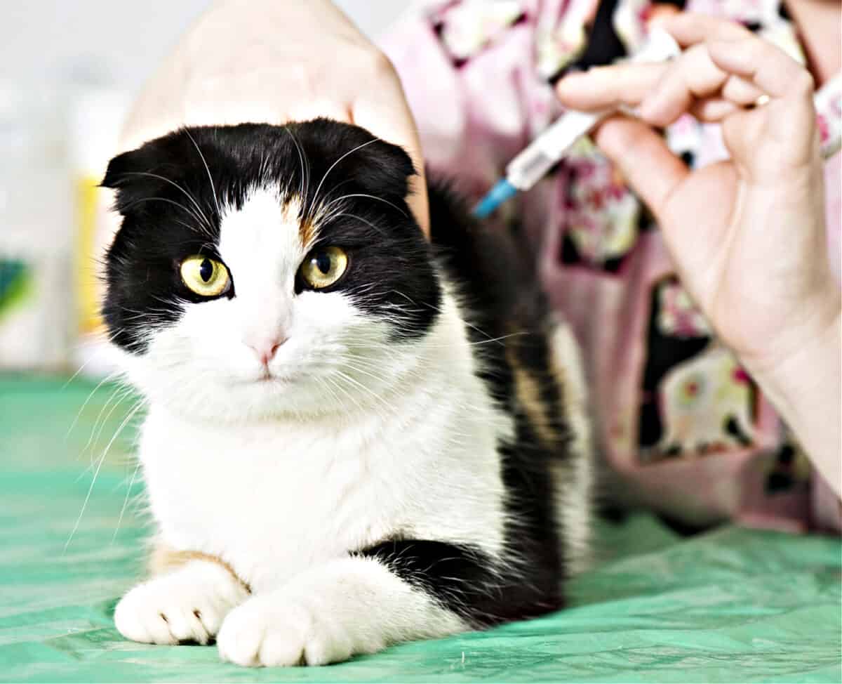 ¿Los Gatos Que Solo Viven en Interiores Necesitan Vacunas Contra La Rabia? ¿los Gatos Que Solo Viven en Interiores Necesitan Vacunas Contra