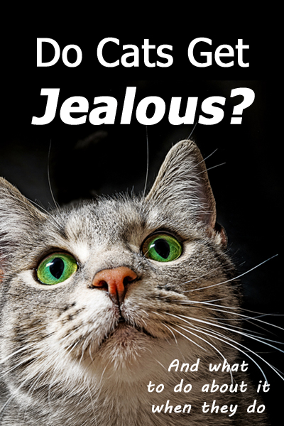 ¿Los gatos se ponen celosos? (y qué hacer al respecto cuando lo hagan)