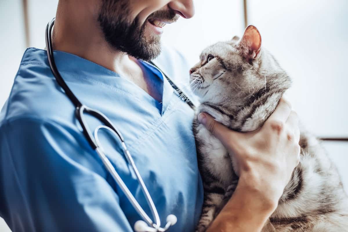 Imagen recortada de un apuesto médico veterinario con estetoscopio sostiene un lindo gato gris en las manos en la clínica veterinaria y sonríe.