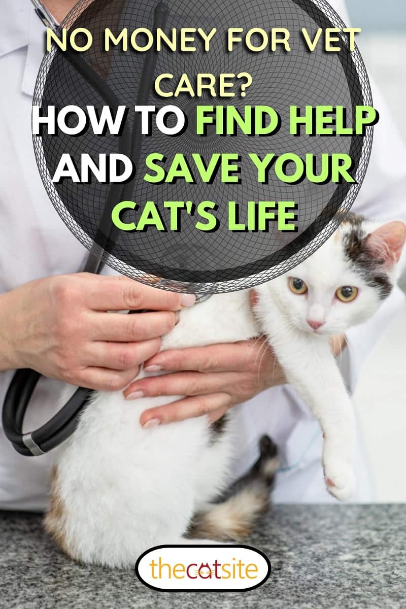 ¿No Hay Dinero Para La Atención Veterinaria? Cómo Encontrar Ayuda Y Salvar La Vida De Tu Gato ¿no Hay Dinero Para La Atención Veterinaria? Cómo Encontrar Ayuda