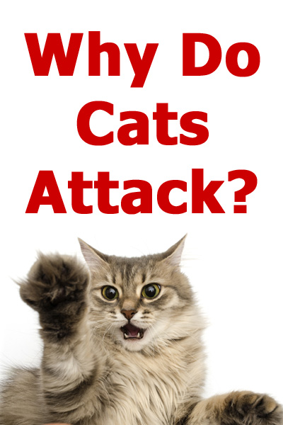 ¿Por Qué Atacan Los Gatos? Una Mirada Más Cercana a La Agresión Felina Y Sus Causas ¿por Qué Atacan Los Gatos? Una Mirada Más Cercana a