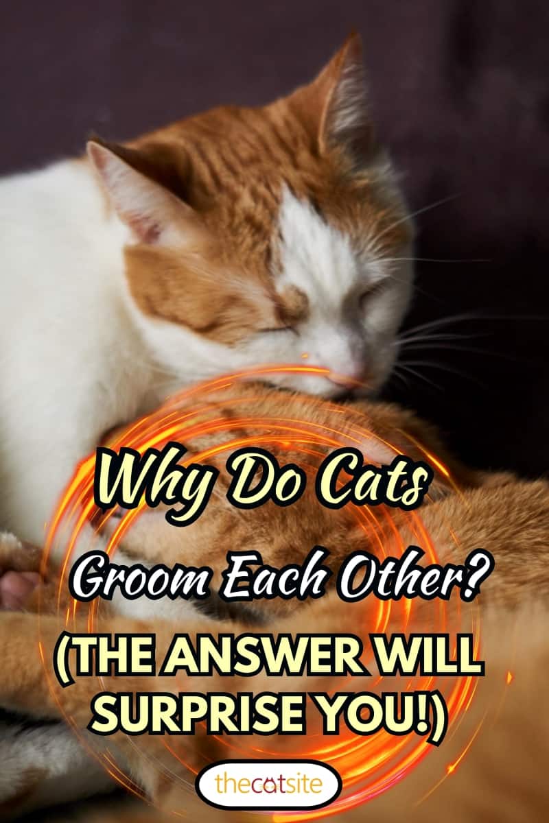 Dos lindos gatos ponedores de color blanco y jengibre que se gustan y se lavan entre sí. Foto en primer plano de gatos lamiéndose unos a otros. Concepto de cuidado mutuo. ¿Por qué los gatos se acicalan entre sí? (¡la respuesta te sorprenderá!)