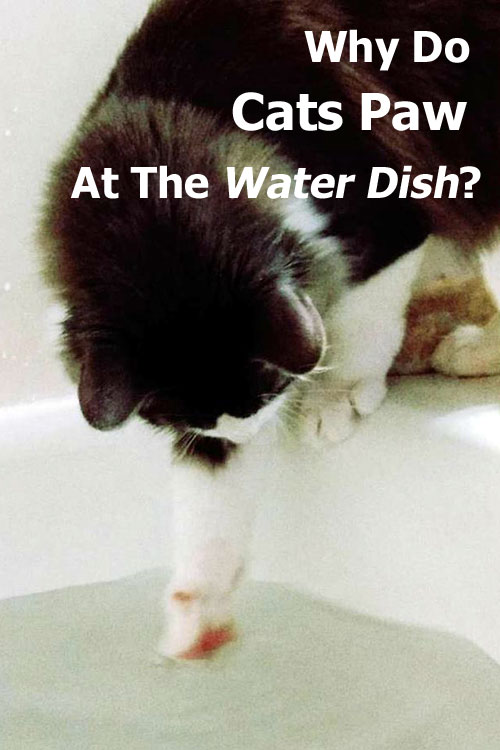 ¿Por qué los gatos tocan el plato de agua?