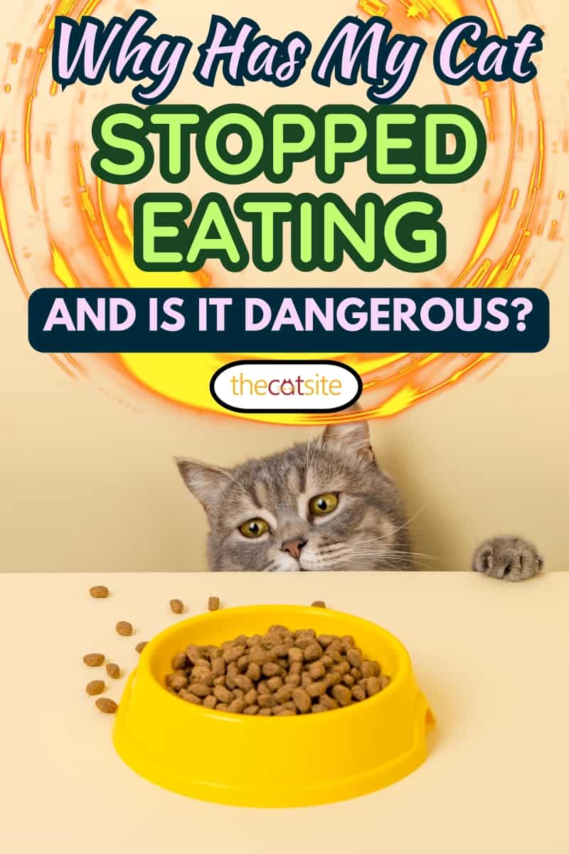 Un lindo gato gris y un plato de comida sobre un fondo amarillo. Buscando su comida favorita, pequeño ladrón. ¿Por qué mi gato ha dejado de comer y es peligroso?
