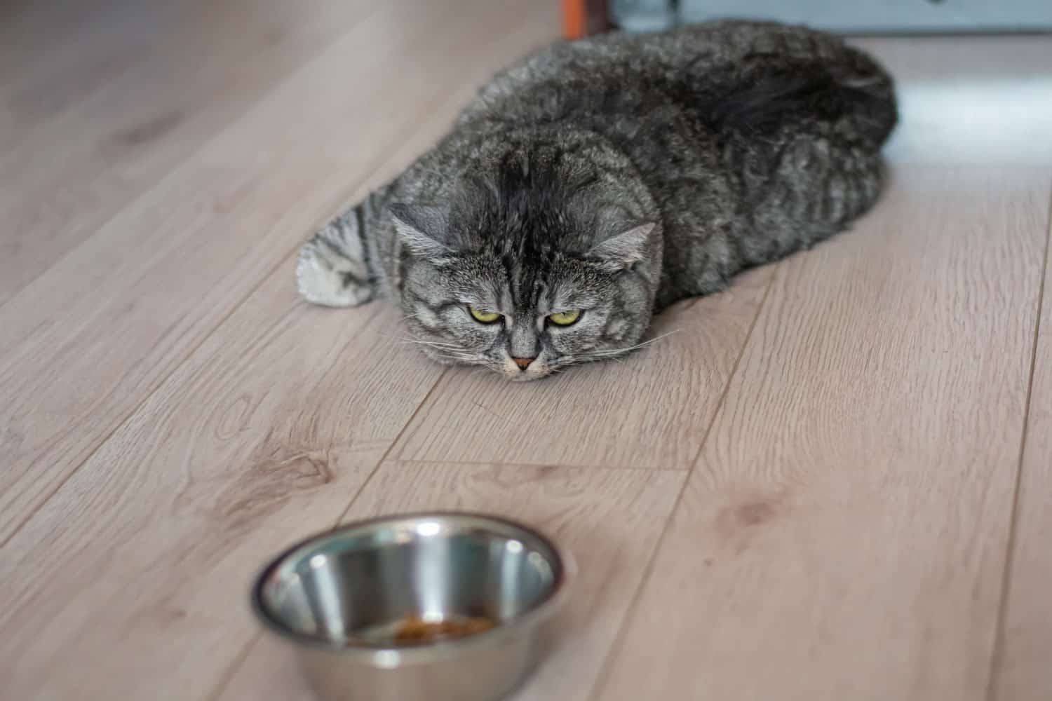 Un gato británico perezoso, grande y bien alimentado, yace junto a la comida. El gatito está deprimido y triste, no quiere comer su comida.