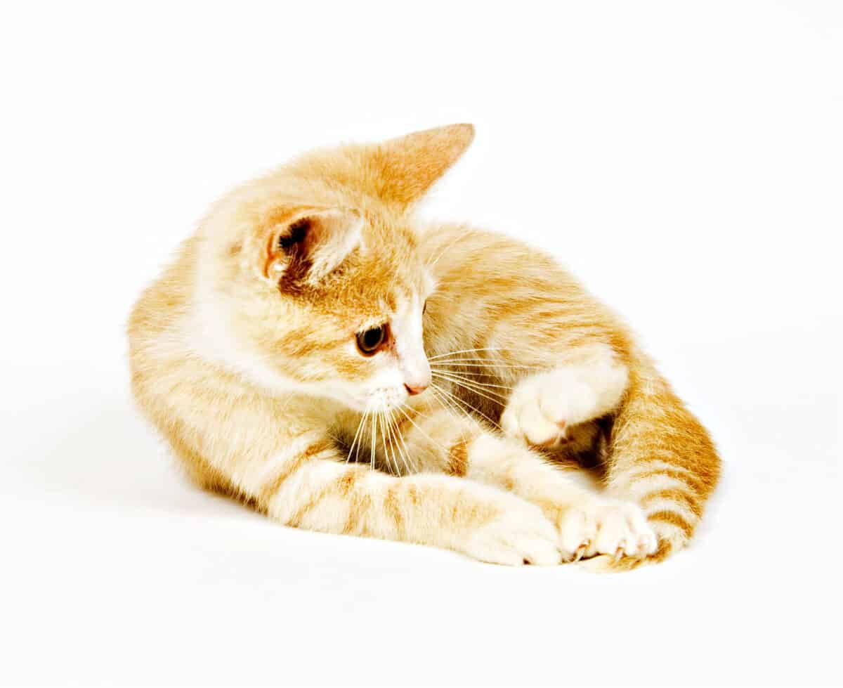 ¿Por qué mi gato se persigue la cola?