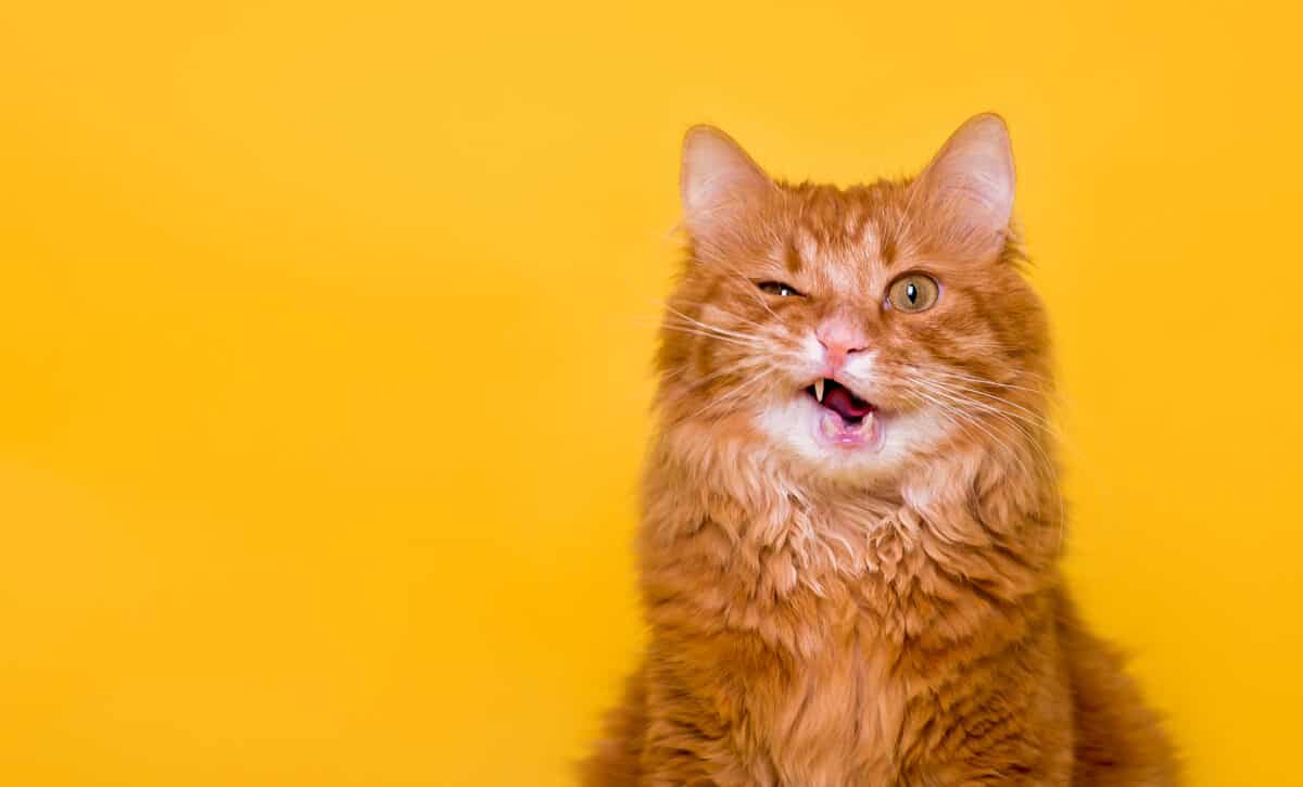 ¿por Qué Mi Gato Tiene La Boca Abierta?
