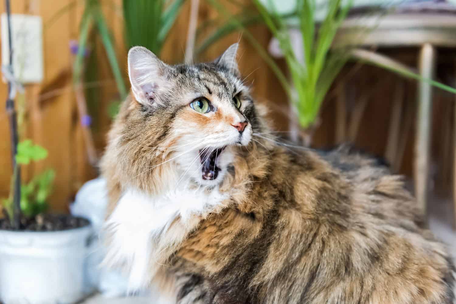 Primer retrato de gato calico maine coon sentado comiendo boca abierta expresión facial sorprendida divertida, desdentada, cocina de día soleado, plantas verdes
