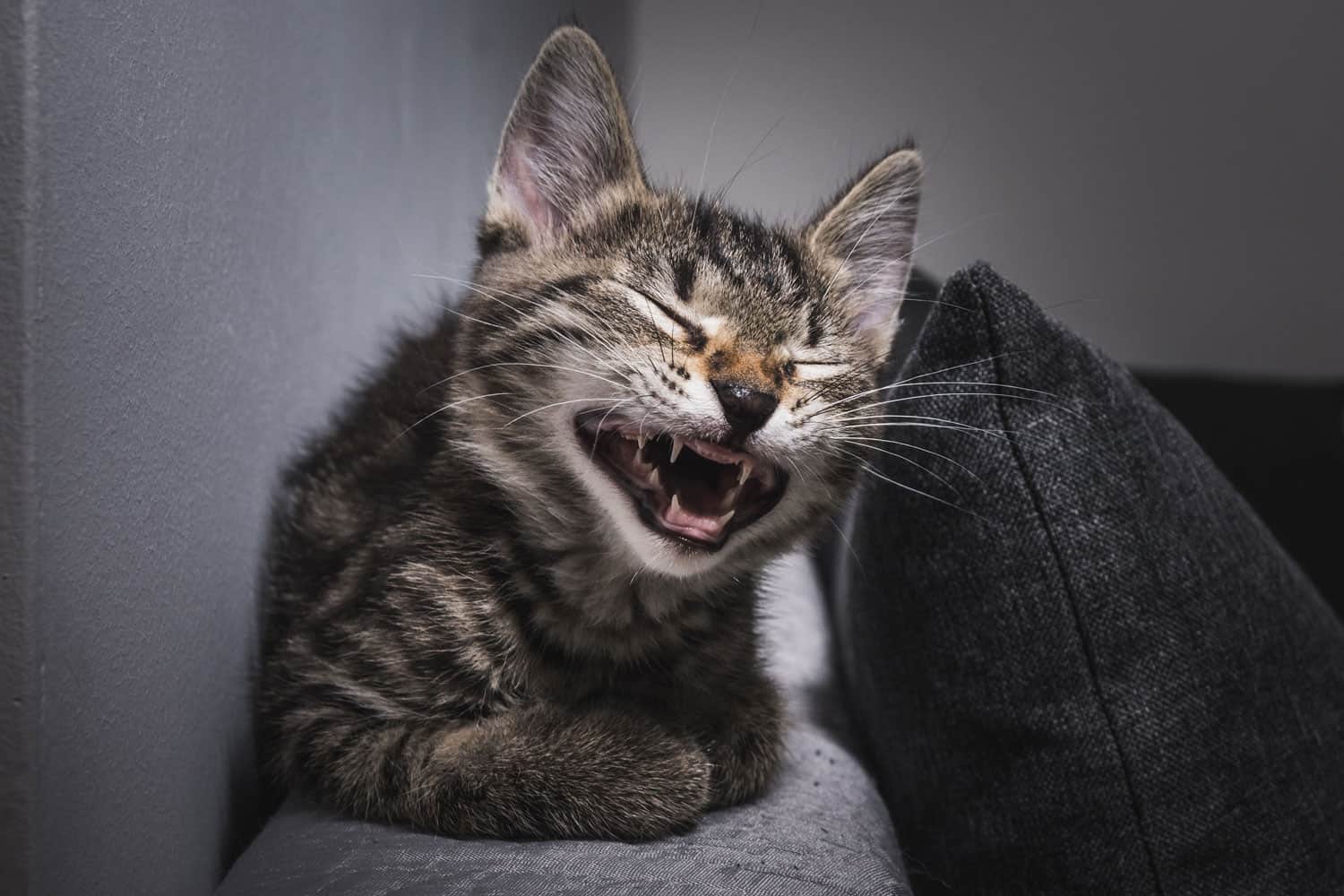 gato poco profundo con la boca abierta, gato que bosteza, gato que ríe.  Un gato mostrando una sonrisa desdentada. Imagen de White Cat Lover
