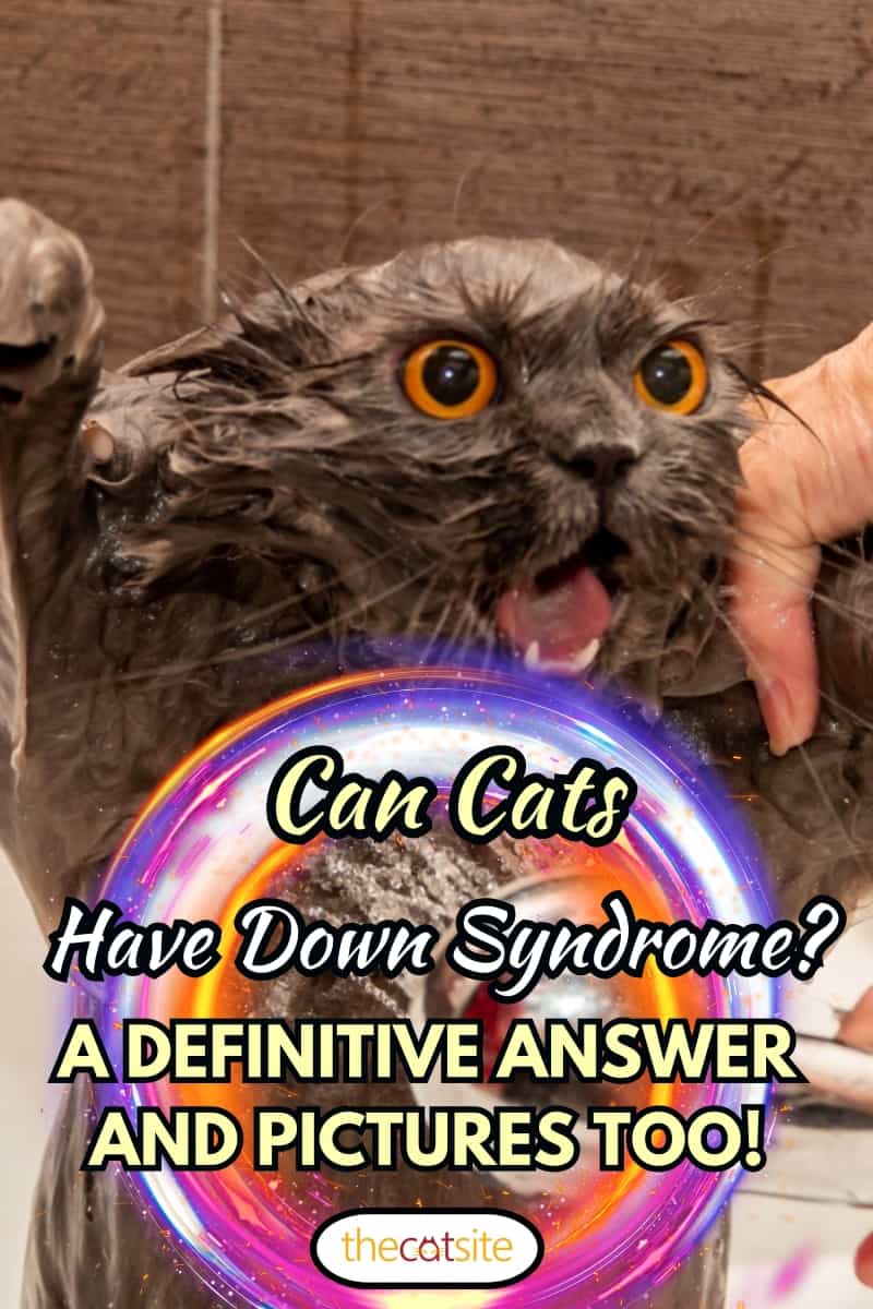 Gracioso gato británico mojado con ojos de color naranja brillante, boca abierta y lengua colgando se ducha.  Concepto de higiene de mascotas.  Gato mojado y enojado.