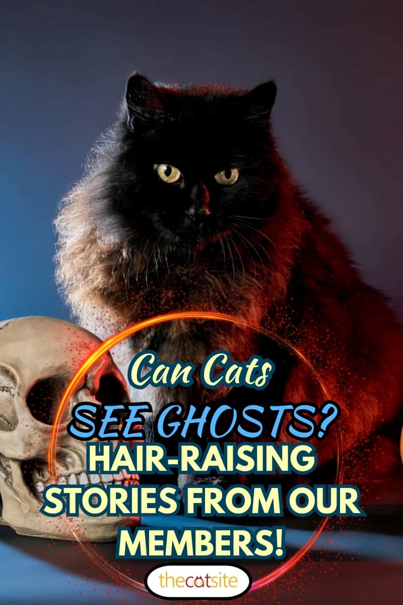 Gato negro esponjoso sobre un fondo oscuro con una calavera y una calabaza para la luz azul y roja de Halloween