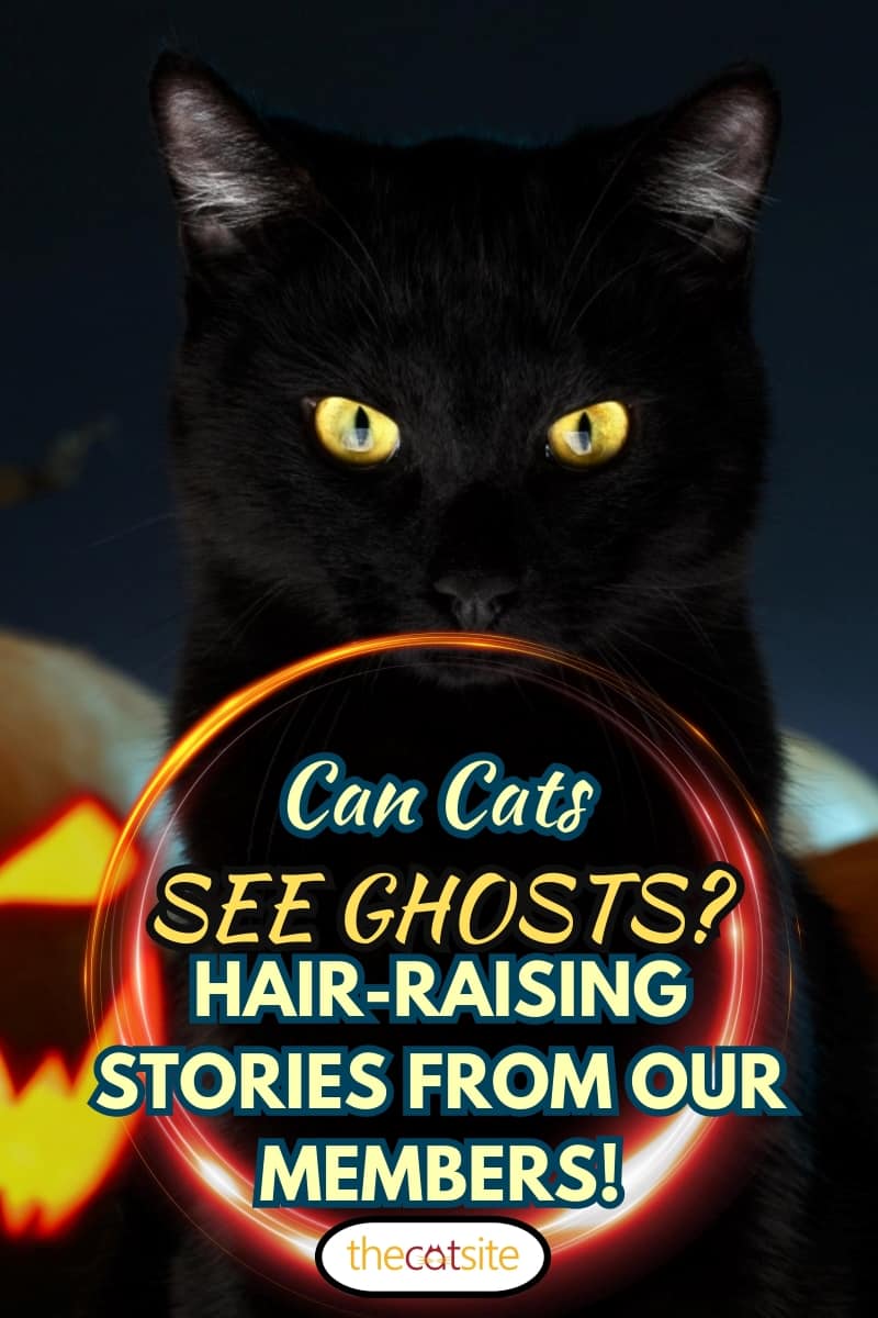 Retrato de gato negro con calabaza de Halloween en el fondo y ojos espeluznantes, vacaciones de terror espeluznantes, superstición animal malvado, ¿pueden los gatos ver fantasmas? ¡Historias espeluznantes de nuestros miembros!