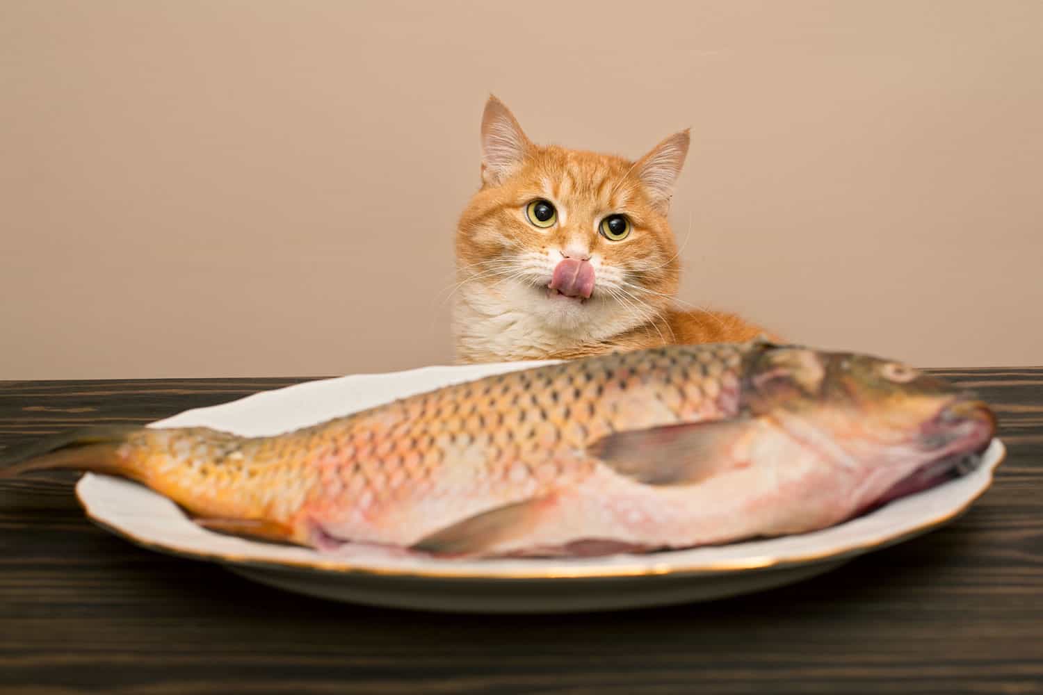 El gato rojo quiere robar un pez grande de un plato blanco sobre una mesa de madera