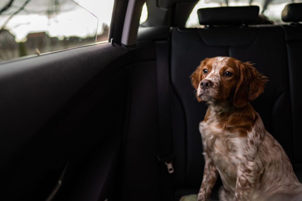¿Puedo Dejar a Mi Perro en El Coche Unos Minutos? ¿puedo Dejar a Mi Perro en El Coche Unos Minutos?