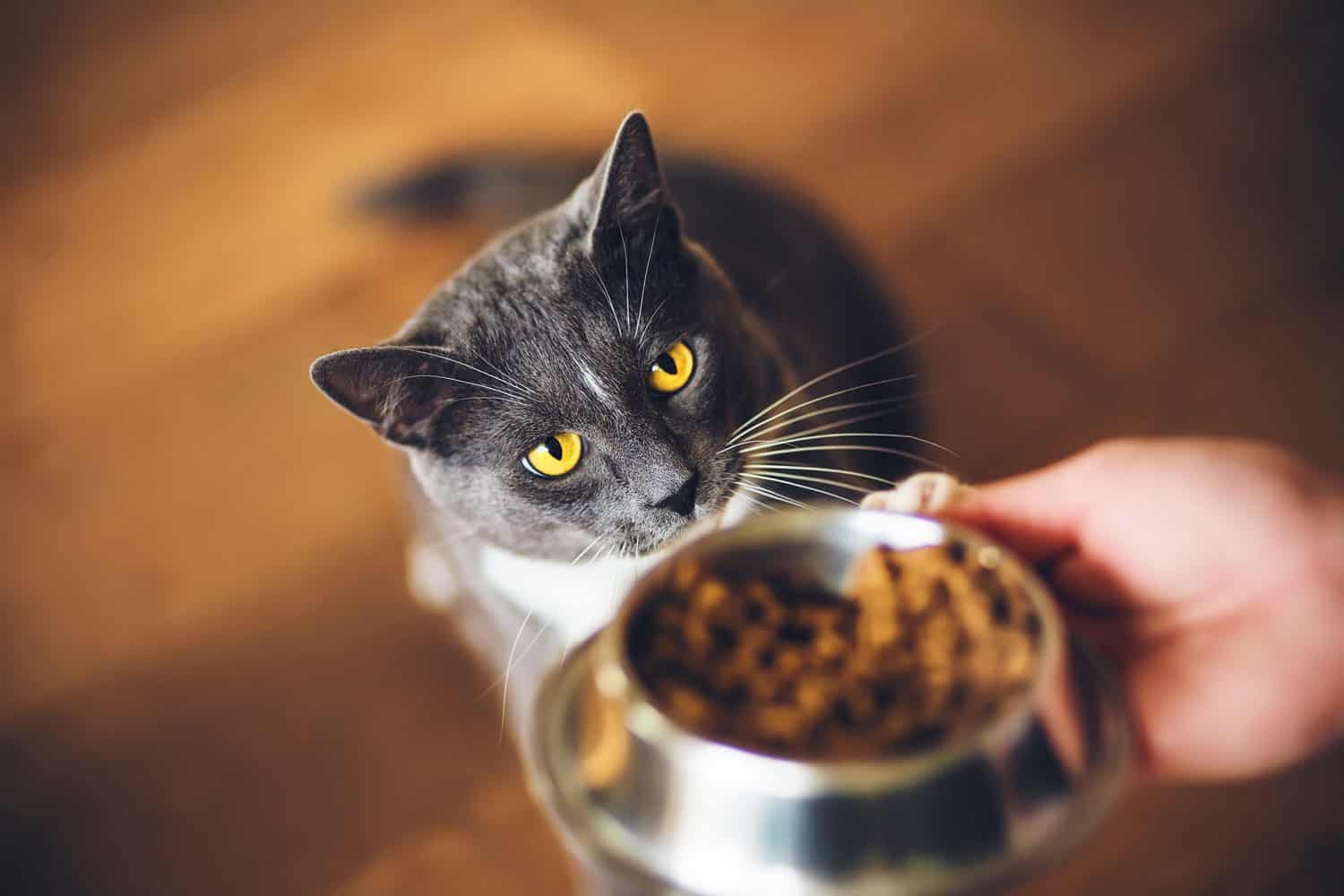 Un lindo gato doméstico gris hambriento con ojos amarillos pide comida seca, que está en un recipiente en la mano de la persona. Alimentar a una mascota.