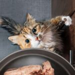 ¿Qué Necesito Saber Sobre La Alimentación De Mi Gato? Vista superior de un gato desesperado tratando de llegar a un plato de comida lleno de carne de pollo molida. El gato está parado sobre las patas traseras. Concepto de dieta de alimentos crudos para gatos o hora de comer.