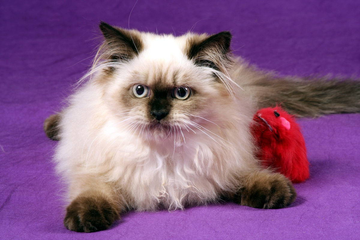 ¿Tu gato es del Himalaya?