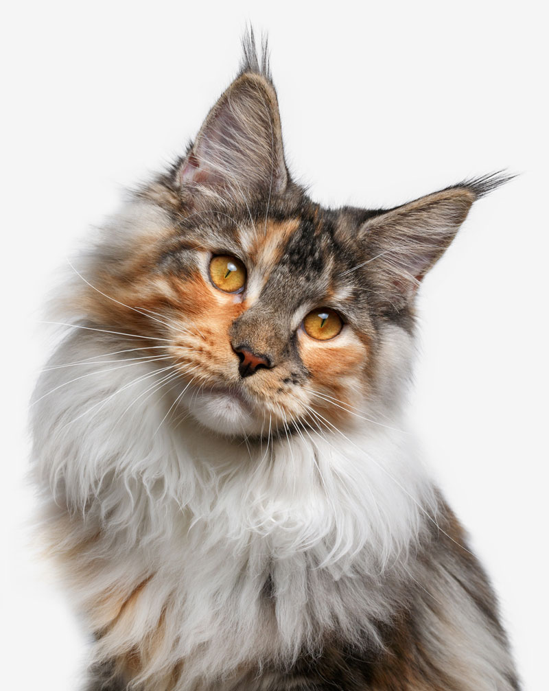 ¿O tu gato podría ser un Maine Coon?