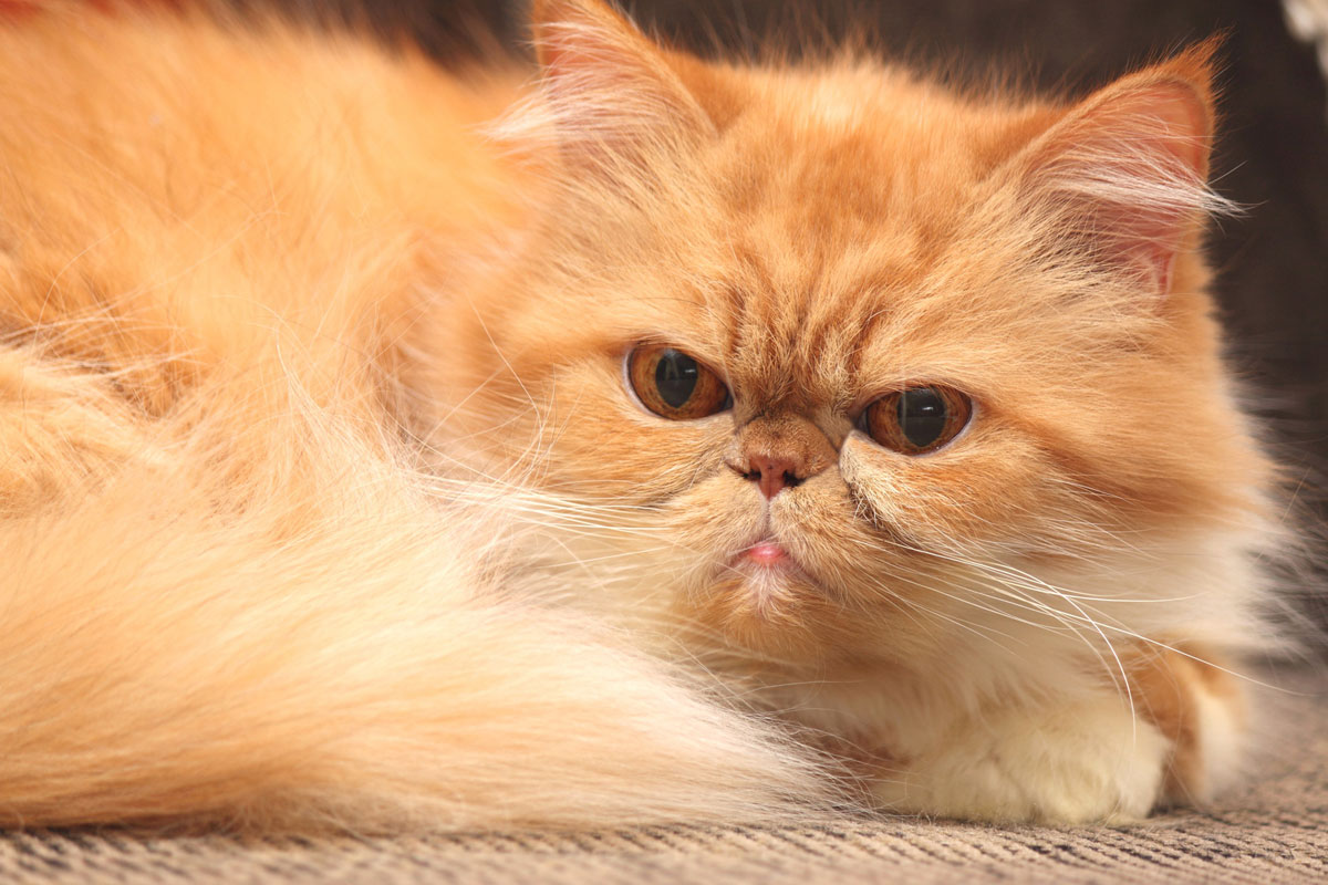 ¿Tu gato podría ser un gato persa?