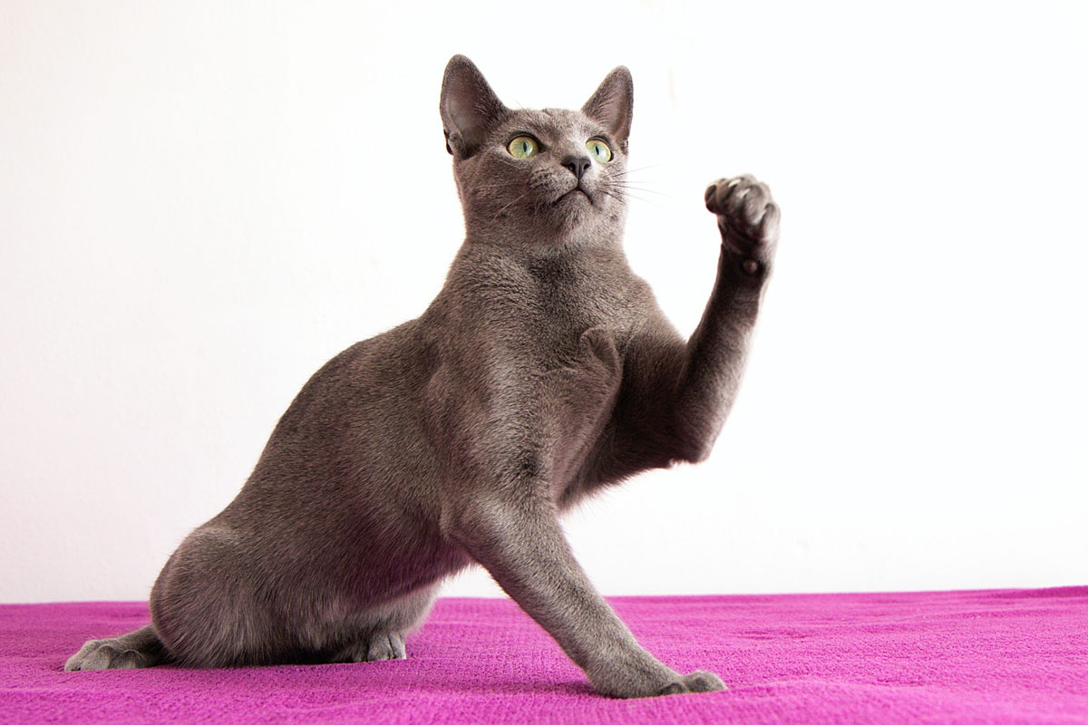 ¿Tu gatito se parece al azul ruso?