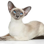 ¿Qué Raza Es Tu Gato? ¡Aquí Se Explica Cómo Saberlo! ¿Tu gato podría ser un gato siamés?