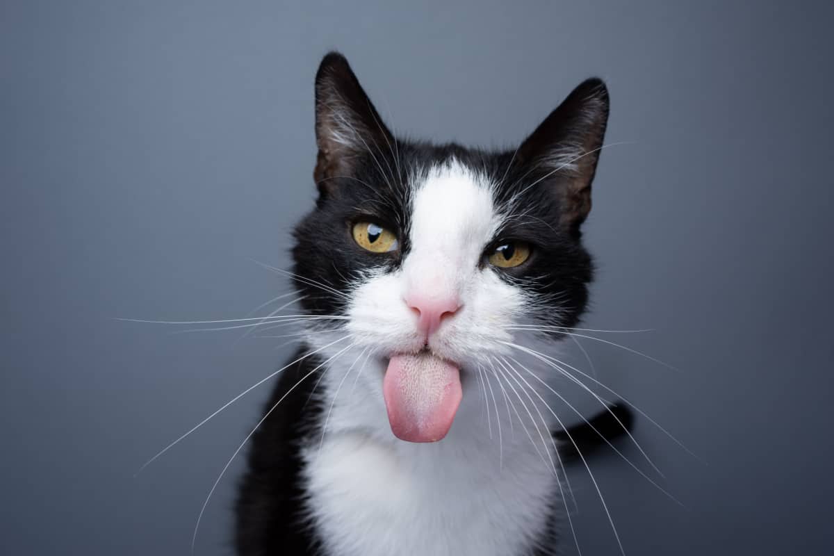 ¿Qué Raza Puede Ser Un Gato Esmoquin?: Una Inmersión Profunda en Las Bellezas Bicolores ¿qué Raza Puede Ser Un Gato Esmoquin?: Una Inmersión Profunda