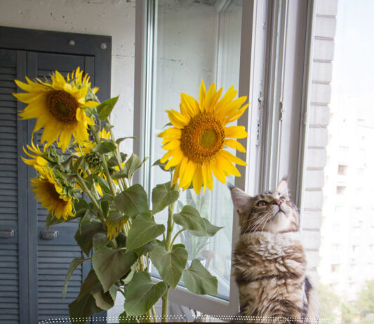 ¿Son Los Girasoles Tóxicos Para Los Gatos? ¿son Los Girasoles Tóxicos Para Los Gatos?