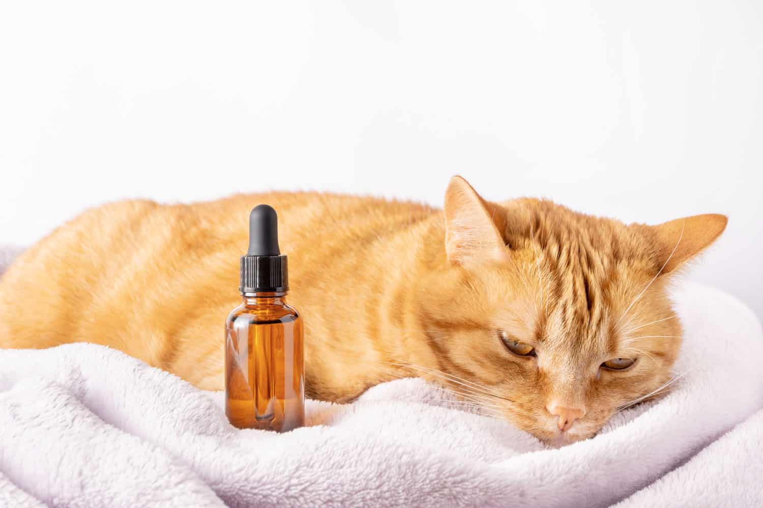 Triste gato jengibre y una botella de tintura o extracto de hierbas con gotero. Maqueta de vial de vidrio con medicina natural para mascotas y animales.