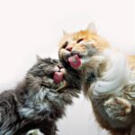 ¿Tu Gato Es Adicto a Las Golosinas? (Soluciones Y Alternativas) ¿Tu Gato Es Adicto a Las Golosinas? (Soluciones Y Alternativas)