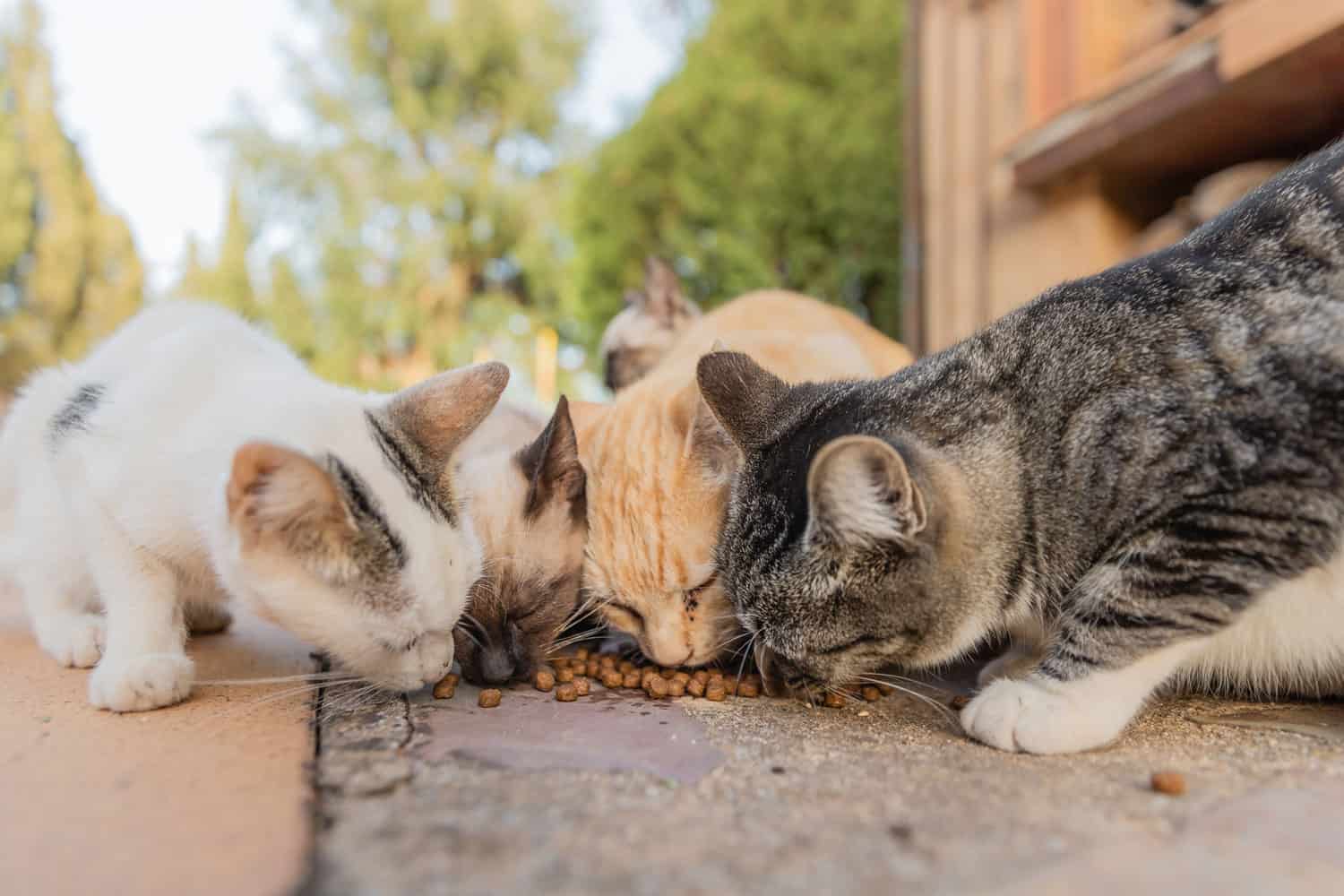 Colonia de gatos alimentándose.  Gatos salvajes que viven al aire libre.  Un grupo de gatos callejeros comiendo la comida seca para gatos que les dan sus cuidadores.
