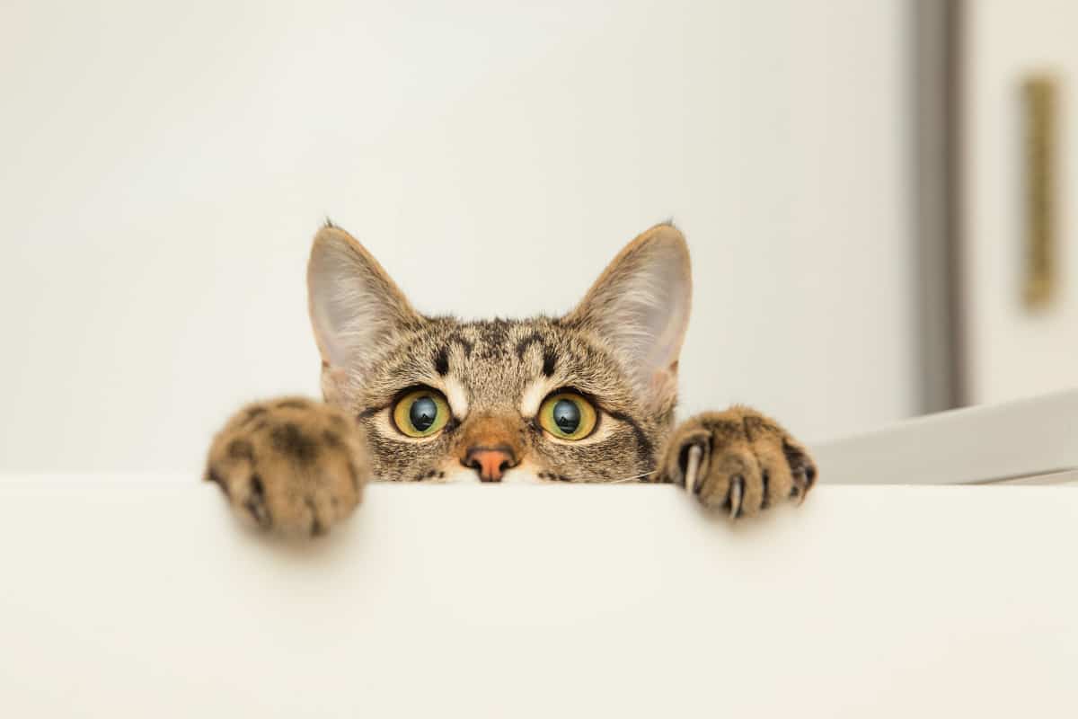 un gato joven asomando con curiosidad 