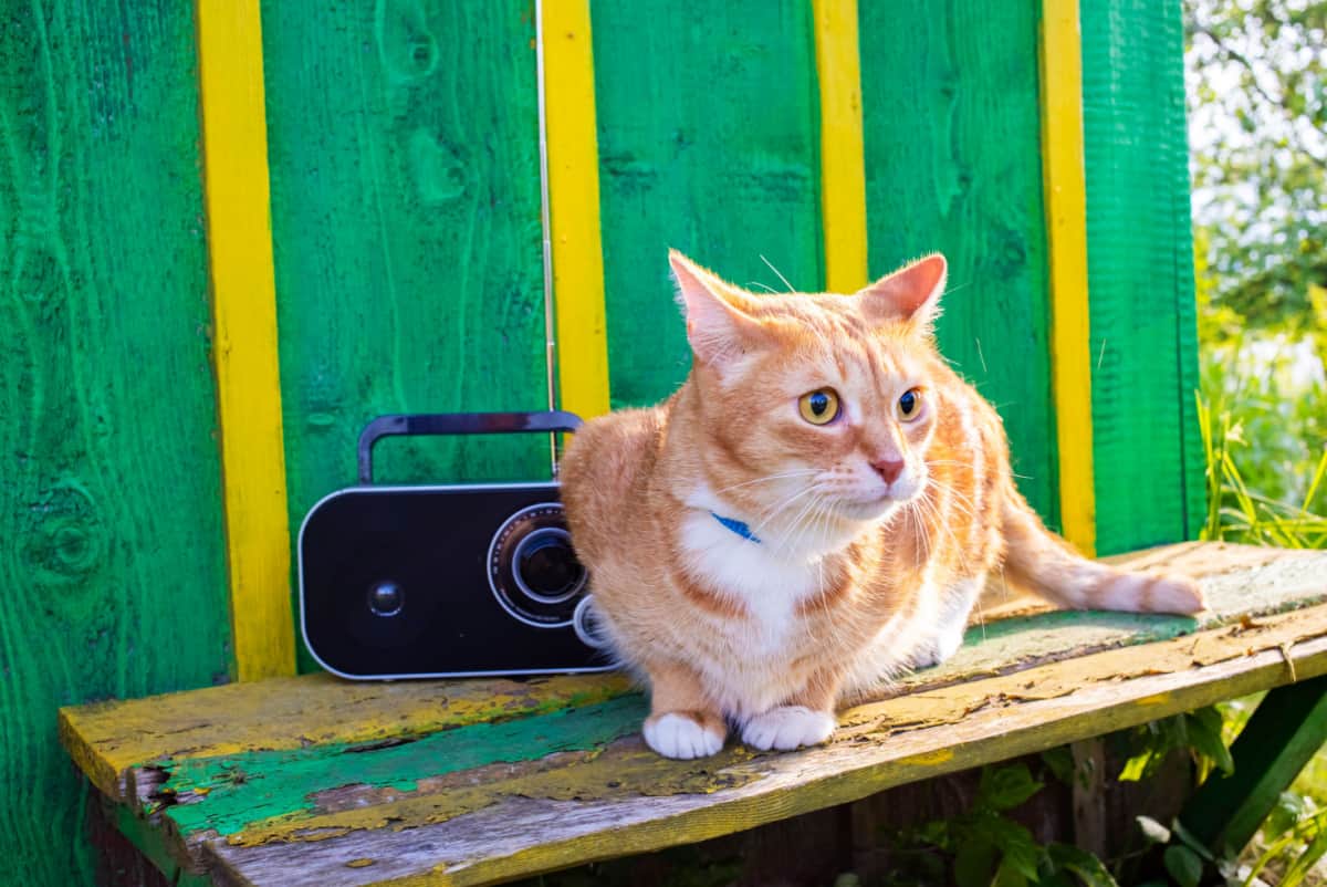 Gato rojo sentado en un banco en el jardín y escuchando la radio