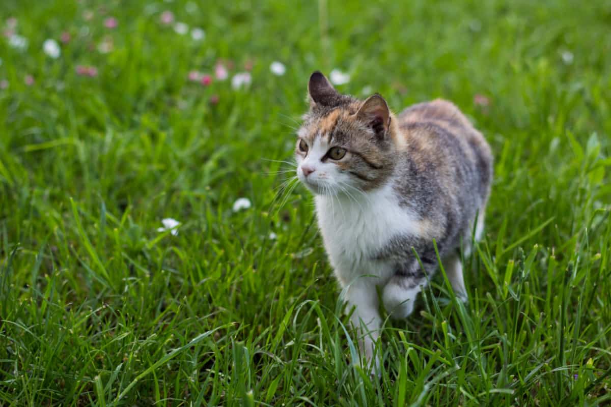 El gato escucha algo mientras camina por el prado.