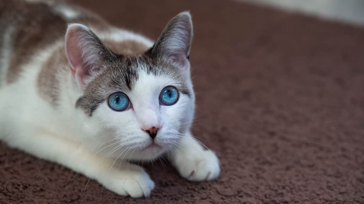   Gato adulto yace en la alfombra y mira hacia arriba