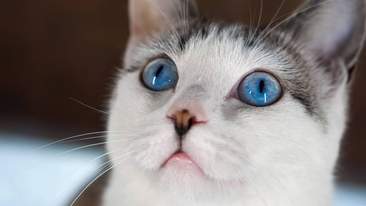 hermoso gato doméstico de ojos azules está mirando hacia arriba