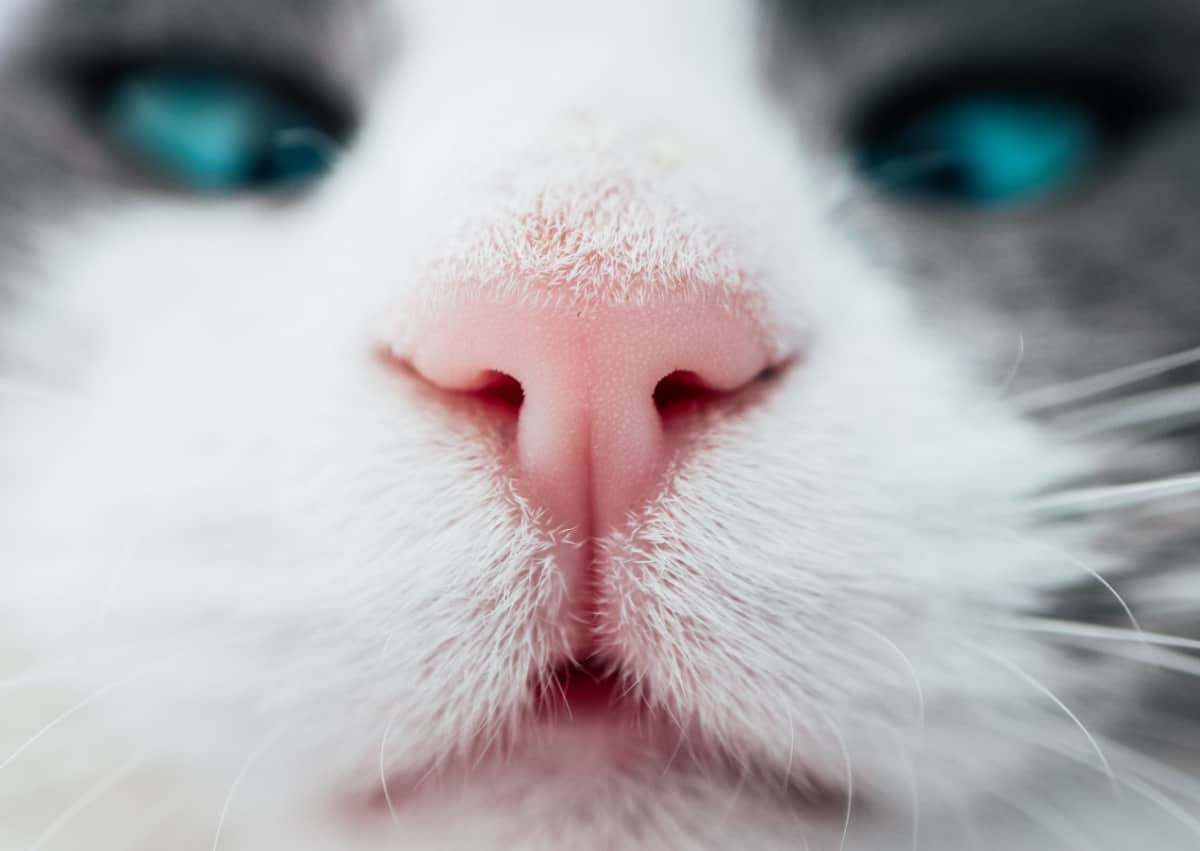 Nariz de gato blanco, vista macro