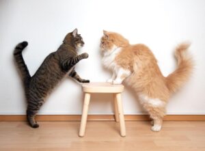 Cómo Interrumpir De Forma Segura Una Pelea De Gatos: Técnicas