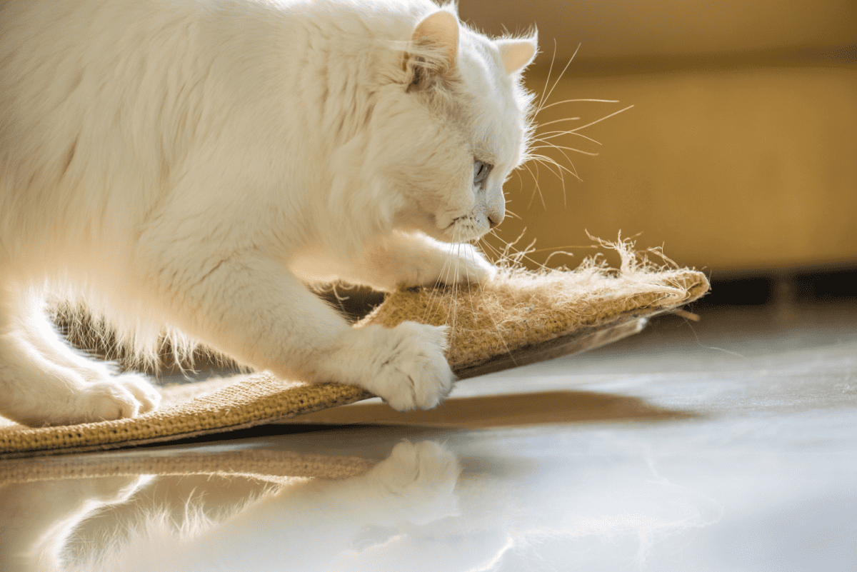 Un gato blanco está rascando una alfombra.