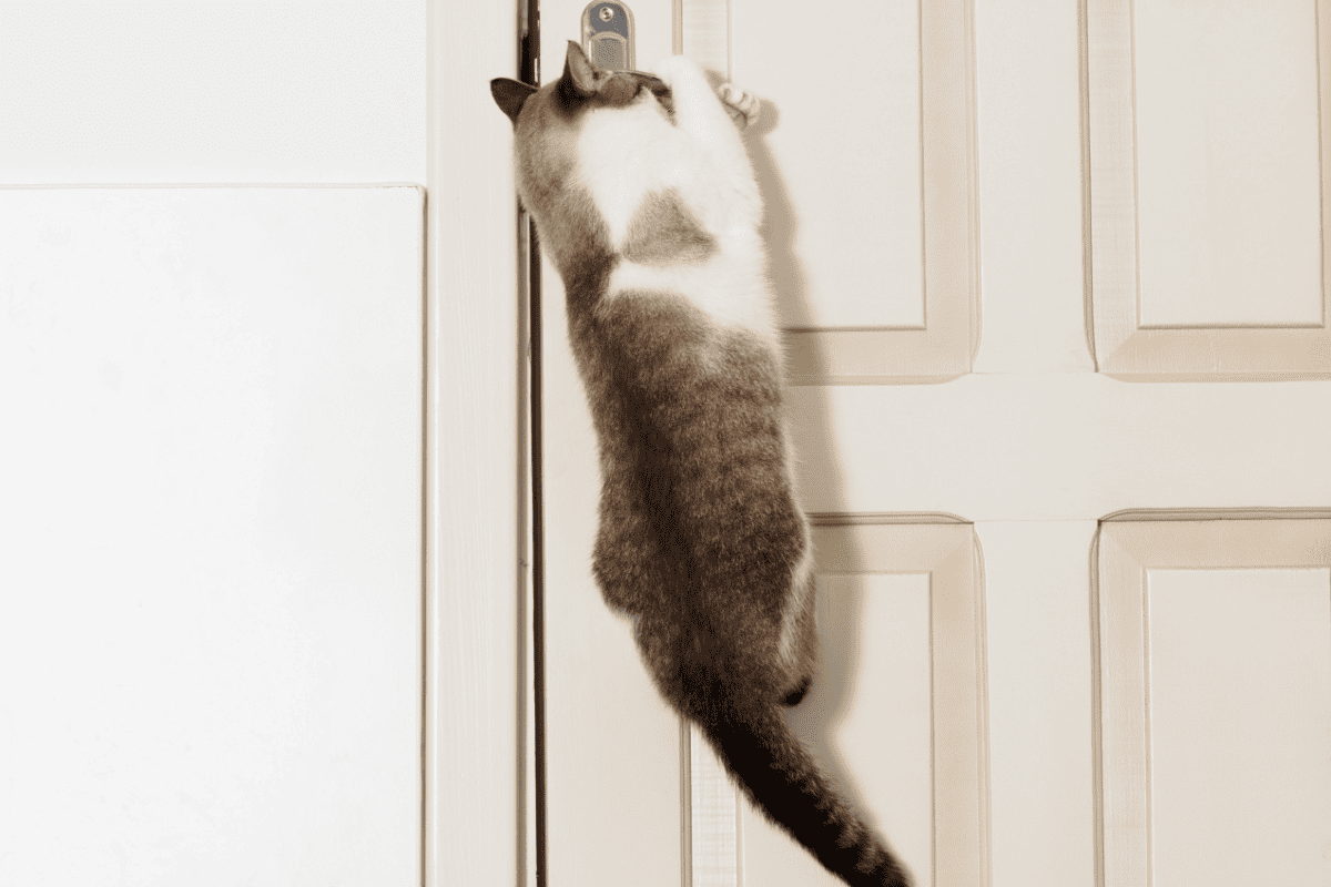 Un gato cuelga del pomo de la puerta para abrirla.