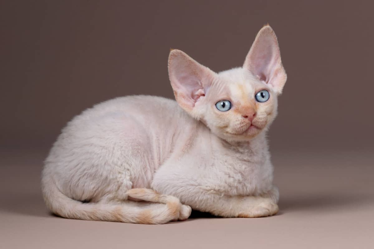 Pequeño gatito blanco de raza Devon Rex