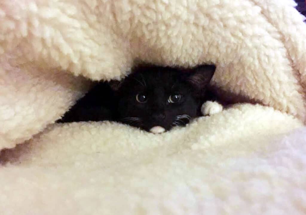 gatito negro con pies blancos asomando debajo de una manta