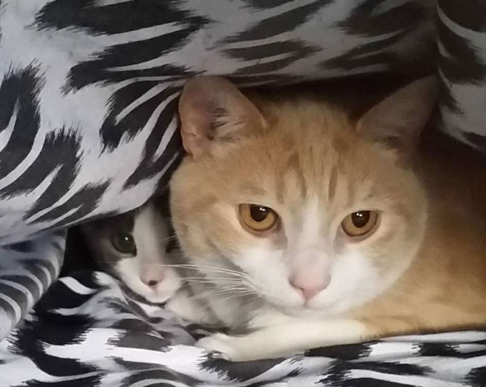 Dos preciosos gatitos se asoman debajo de la manta.