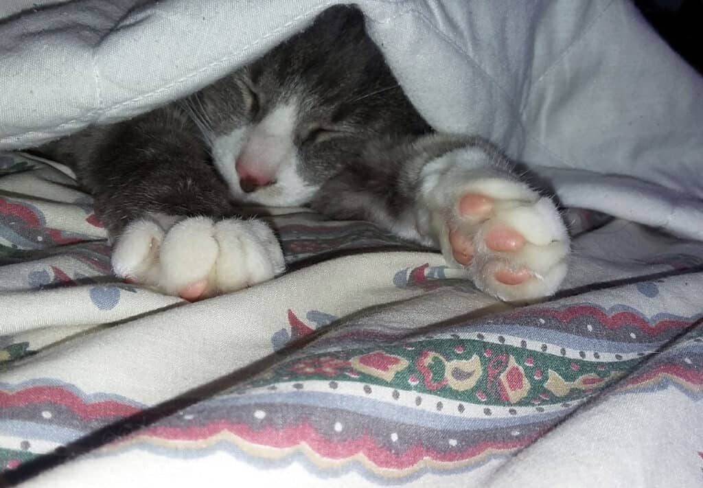Un gatito gris y blanco se esconde debajo de una manta y se quedó dormido