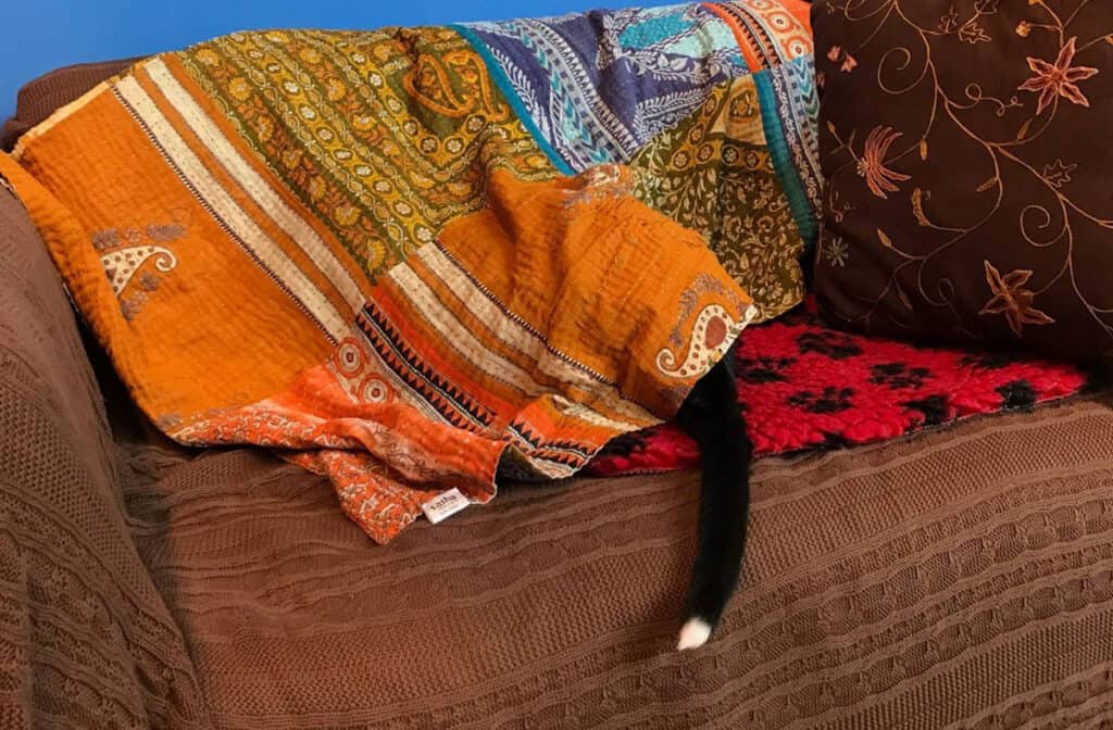Un gatito negro se esconde debajo de la manta pero la cola sobresale.