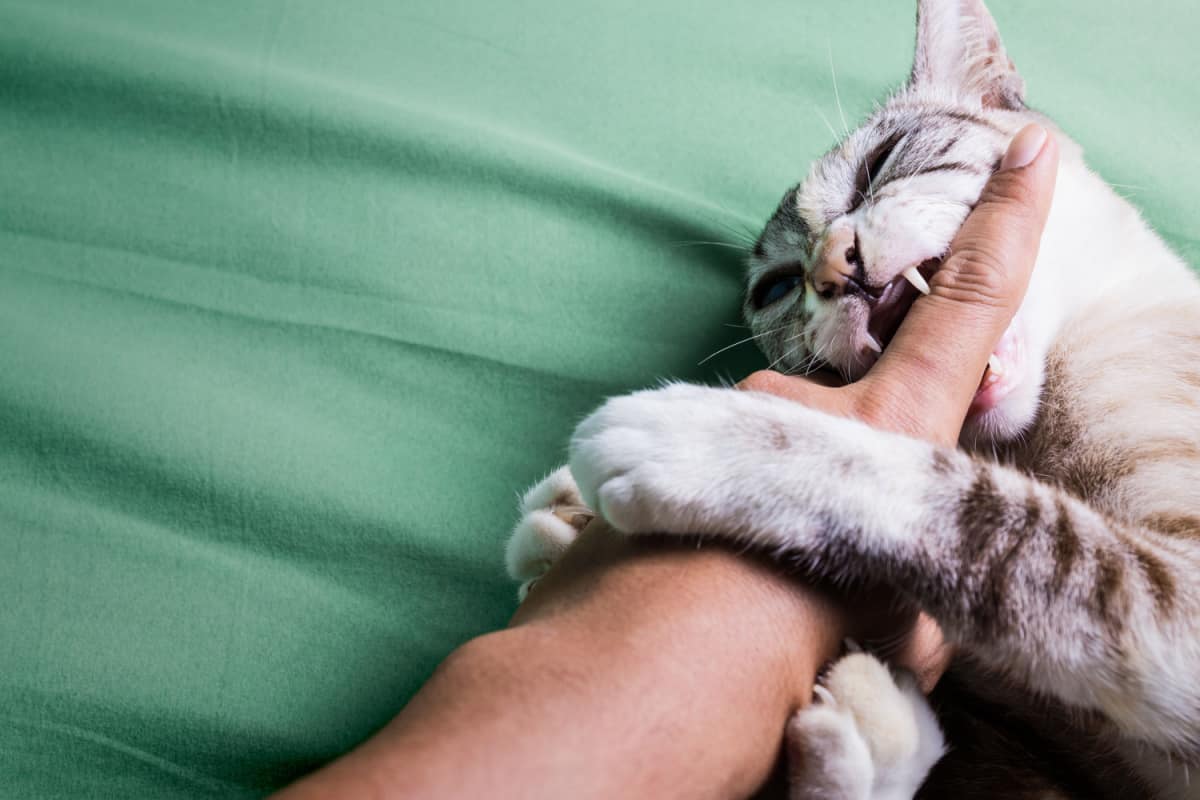 Cómo Manejar Las Mordeduras De Gato: Pasos Esenciales Para Una