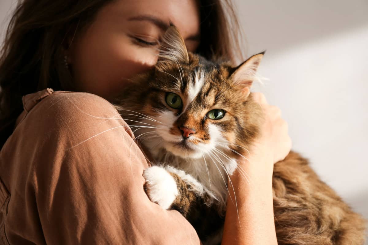 mujer joven abrazando a un lindo gato siberiano con ojos verdes