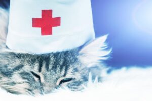 Primeros Auxilios Para Gatos: Habilidades Esenciales Que Todo Dueño De